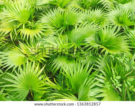 Saw palmetto extract is an extract of the fruit of the saw palmetto.
Scientific name :  Serenoa repens.
Higher classification : Serenoa
