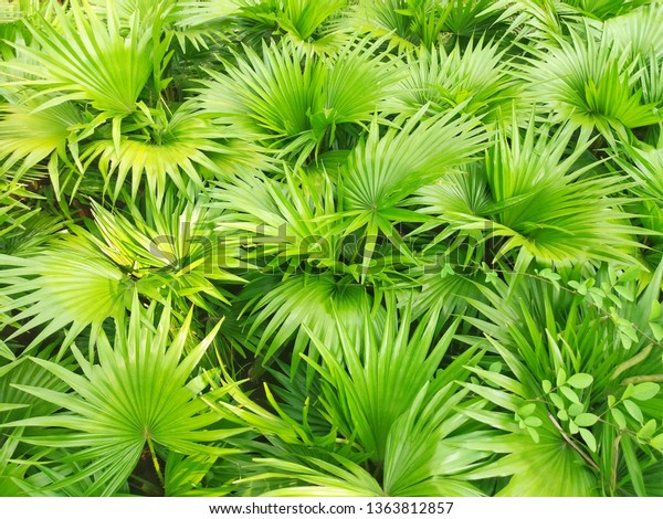 Saw palmetto extract is an\
extract of the fruit of the saw palmetto.\
Scientific name : \
Serenoa repens.\
Higher classification :\
Serenoa