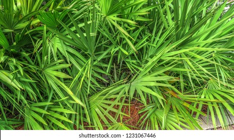 Saw Palmetto Florida Small Palm Tree Bushes