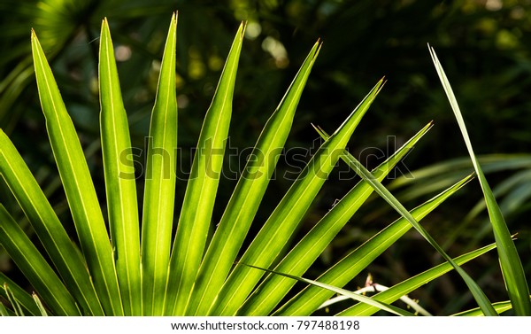 Saw Palmetto Fronds Close\
Up