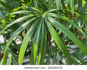 Saw Palmetto Leaf Natural Fresh.