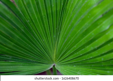 Saw Palmetto Plant Leaf Nature