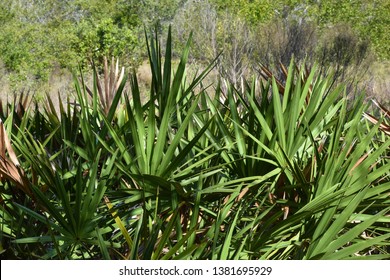 Saw Palmetto Plants Growing Along Trail In Neal Preserve In Bradenton, FL