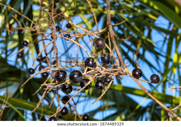 Saw Palmetto (Serenoa repens)\
berries have long been used by Native Americans for its\
nutritional, diuretic, sedative, aphrodisiac, and cough-reducing\
properties.