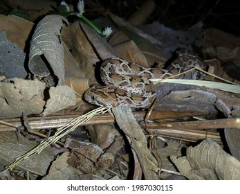 Saw Scaled Viper - Echis Carinatus