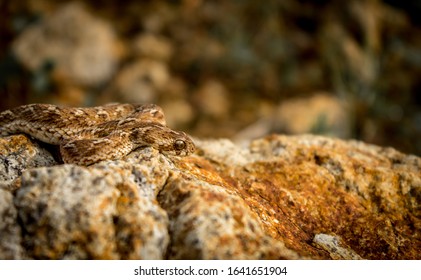 Saw Scaled Viper Sitting On A Rock