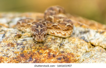 Saw Scaled Viper Sitting On A Rock