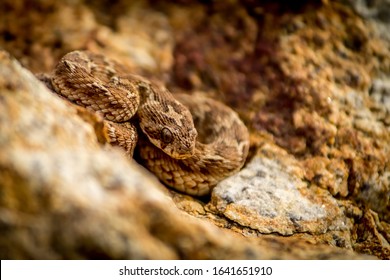 Saw Scaled Viper Sitting On A Rock