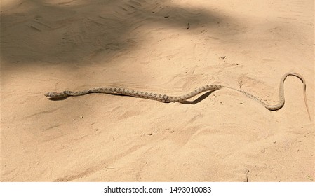 Saw Scaled Viper ( Snake) In Desert