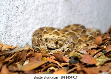 Saw Scaled Viper Snake South India