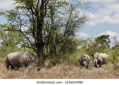 Saw these White Rhinoceros whilst on a visit to the famous Kruger National Park in South Africa.