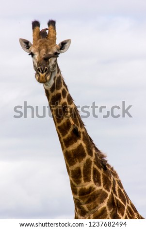 Similar – Image, Stock Photo Close up front portrait of one giraffe over red brick wall