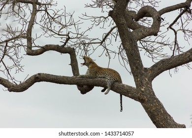 Saw this Leopard while visiting the famous Kruger National Park in South Africa.