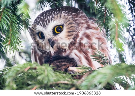 saw whet owl in pine tree eating 