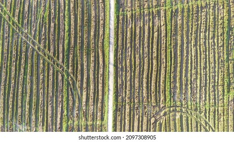 Sawah Padi Di Kupang Baling