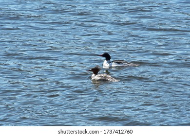Sawbill duck couple on water in early spring