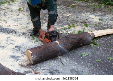 Sawdust Flies As A Man Cuts A Fallen Tree Into Logs On The Road