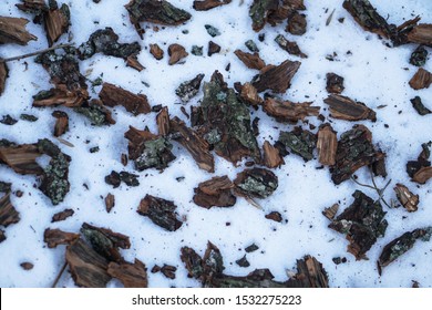 Sawdust In The Snow In The Forest. Winter Sawmill Waste