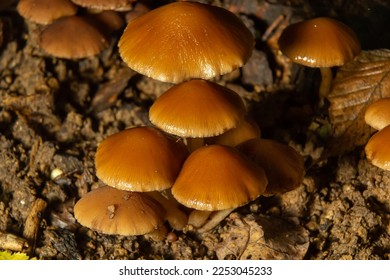 Sawdust, summer sawdust Kuehneromyces lignicola. Edible mushroom. Mushrooms growing on trees.
