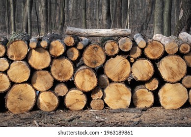 Sawed tree trunks and branches in different sizes piled in pack in forest