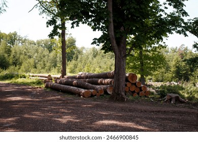 Sawed tree trunks stacked between trees in the forest