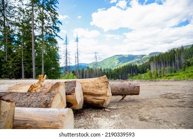 Sawed trees in coniferous forests. Deforestation, forest destruction. Timber harvesting. Forest felling. Log trunks pile, the logging timber forest wood industry. Felling trees in forest.