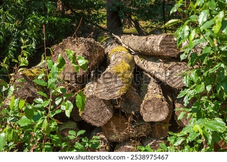 Similar – Image, Stock Photo A sawed off tree stump surrounded by clover