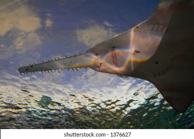 Sawfish