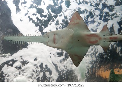 Sawfish