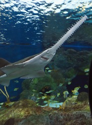 Sawfish In An Aquarium