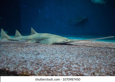 Sawfish In Aquarium