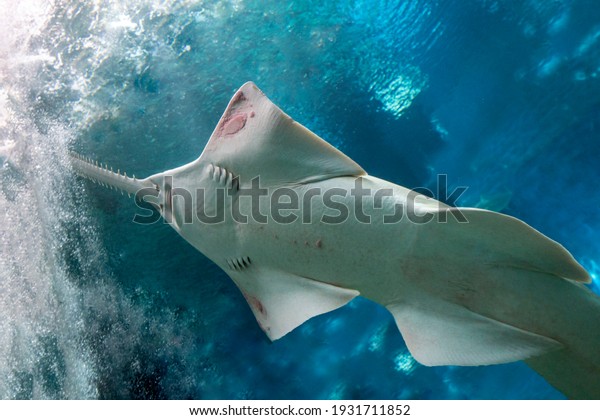 sawfish\
underwater close up detail of mouth and\
saw