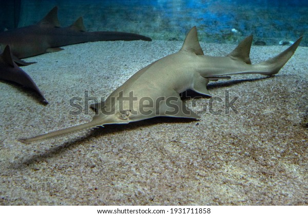 sawfish\
underwater close up detail of mouth and\
saw