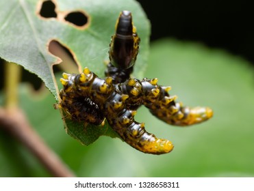 Sawflie, Symphyta Larvae Feeding On Leaf