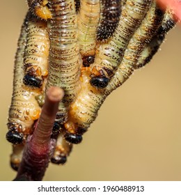 Sawfly (Pergidae Sp. (family)), Mount Franklin Road, ACT, March 2021