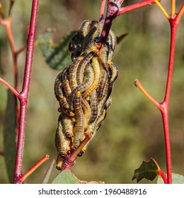 Sawfly (Pergidae Sp. (family)), Mount Franklin Road, ACT, March 2021