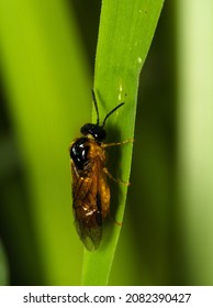 Sawfly (Symphyta). Macro Of A Fly