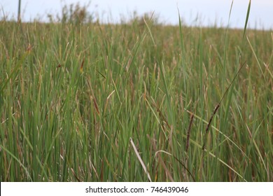 sawgrass