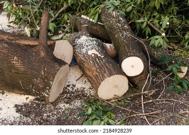 Sawing Of Dry And Emergency Trees In The City Yard, Moscow, Russia. A Fallen Tree And Green Branches After A Hurricane. Logging And Deforestation, Harvesting Firewood For The Winter. Cut Down A Tree.