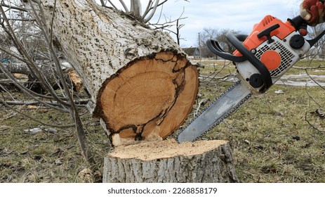 sawing an old tree in a forest, park or village with a chainsaw, an old saw in the hands of a person cuts down a walnut tree at the base, leaving a stump - Powered by Shutterstock