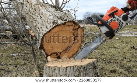 sawing an old tree in a forest, park or village with a chainsaw, an old saw in the hands of a person cuts down a walnut tree at the base, leaving a stump