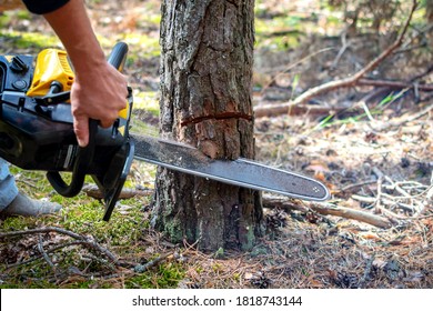 Sawing a young pine tree with a chainsaw. Tree bark incision. Close up of logging, cutting young trees.