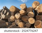 At the sawmill. Wood sawing industry. Heap of tree stems.