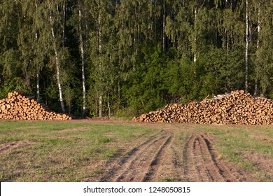 Sawn Baltic Birch Logs Stacked In A Pile On A Field By The Forest