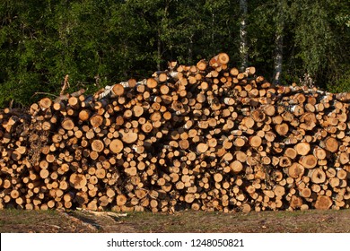 Sawn Baltic Birch Logs Stacked In A Pile On A Field By The Forest