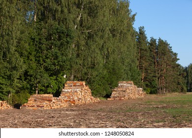 Sawn Baltic Birch Logs Stacked In A Pile On A Field By The Forest