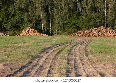 Sawn Baltic Birch Logs Stacked In A Pile On A Field By The Forest