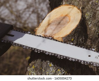 Sawn Electric Sawing Tree. The Stump Of Saw Cut Branches.