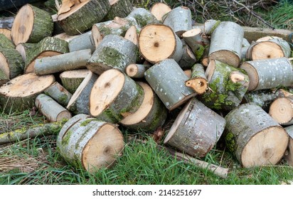 Sawn Up Logs From A Recently Felled, Planted Hybrid Poplar Tree