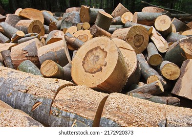 Sawn pieces of a beech tree trunk. Cross section of beech tree timber. The texture of a slice of fresh sawn wood. Close up pile of firewood as a background. - Shutterstock ID 2172920373
